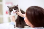 Tratamiento de la gingivoestomatitis crónica en el gato