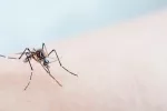 Esterilización del mosquito para controlar el zika