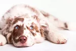 Nueva fórmula para convertir la edad del perro en años humanos Edad del perro