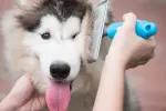 Peinando a un husky con alopecia Alopecia canina: cómo combatirla