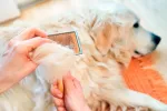Tratamiento de la alopecia canina