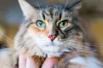 Hemorragia nasal en gatos