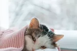 Tratamiento y primeros auxlilios de la epistaxis felina Tratamiento de la epistaxis felina