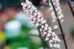Cimicífuga, apoyo natural en la menopausia Cimicífuga