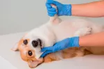 Síntomas y diagnóstico del síncope en el perro Síntomas del síncope en el perro