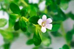 Flor de bacopa