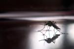 Paraguay declara la emergencia por dengue