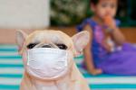 Transmisión del coronavirus por mascotas, perros y gatos