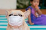 Perros y gatos no transmiten el coronavirus, pero pueden dar positivo Transmisión del coronavirus por mascotas, perros y gatos