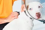 Microchip para perros: todo lo que debes saber Microchip para perros