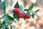 Rusco, un remedio para combatir trastornos venosos Rusco, una planta para combatir trastornos venosos