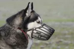 Bozal para perros en un Husky