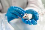 Vacuna neutraliza el coronavirus en ratones