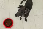 Alimentación del galgo español Alimentación del galgo español