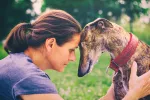 Consejos para la adopción de un galgo español Adopción de un galgo español