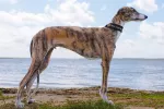 Características del galgo español como mascota Galgo español