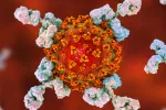 Anticuerpos y coronavirus
