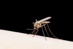 Mosquito transmisor de la malaria