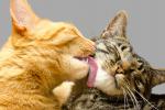 Los gatos pueden infectarse y transmitir el coronavirus a otros gatos