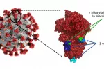 Debilidades en la coraza del coronavirus