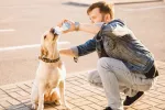 Golpe de calor en la mascota: actúa a tiempo Golpe de calor en la mascota