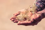 Propiedades y beneficios del comino para la salud Propiedades del comino para la salud