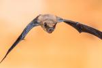 El SARS-CoV-2 podría llevar décadas en los murciélagos