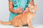 ¿Cuándo debo vacunar a mi gato? Cuándo debo vacunar a mi gato