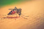 Mosquito transmisor del dengue
