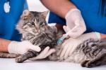 Veterinario vacunando a un gato