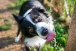 Perro bebiendo agua