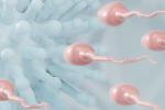 El COVID-19 daña el ADN de los espermatozoides 