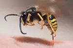 Usan veneno de avispa para combatir bacterias multirresistentes Veneno de avispa para combatir bacterias multirresistentes