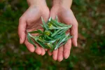 Artemisa annua, la planta con potencial anti-COVID-19 Artemisa annua