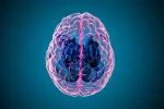 Los microARN son clave en el desarrollo temprano del cerebro Los microARN son clave en el desarrollo temprano del cerebro