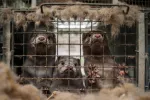 Visones de granja ligados a una nueva mutación del COVID-19 Visones de granja enjaulados