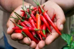 Comer guindilla se asocia a una reducción del riesgo de muerte ¿Reduce la guindilla el riesgo de morir?