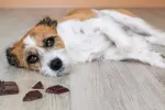 El 82% de los veterinarios atiende ingestiones tóxicas por navidades Chocolate, riesgo navideño para tu mascota