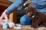 Salud y reproducción del caniche toy o poodle toy