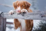 Hipotermia en el perro, cómo actuar Perro sufriendo hipotermia