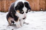Perro en la nieve