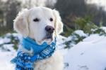 Perro en la nieve con una bufanda