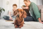 Educar al perro en casa Consejos básicos para educar al perro en casa