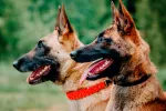 Pastor belga Malinois Pastor belga Malinois: inteligente y lleno de energía