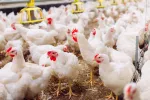 Rusia detecta los primeros casos de gripe aviar H5N8 en humanos Rusia detecta los primeros casos de gripe aviar en humanos