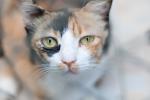 Hipertiroidismo en los gatos, síntomas y tratamiento