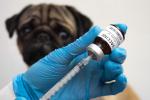 Vacuna contra el coronavirus para animales: Carnivac-Cov