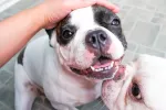 Los perros sienten celos si creen que su dueño acaricia a otro can Los perros tienen celos de otros canes