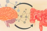 Conexión del cerebro y el intestino