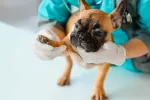 Desarrollan en España el primer test rápido del SARS-CoV-2 en mascotas Test rápido del SARS-CoV-2 para mascotas